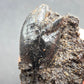 Hydrophilius sp.-California 002