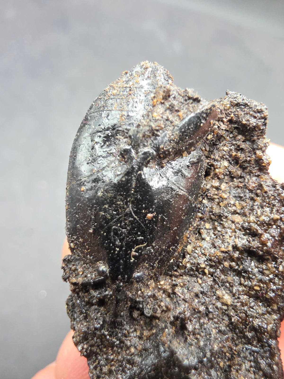 Hydrophilius sp.-California 002