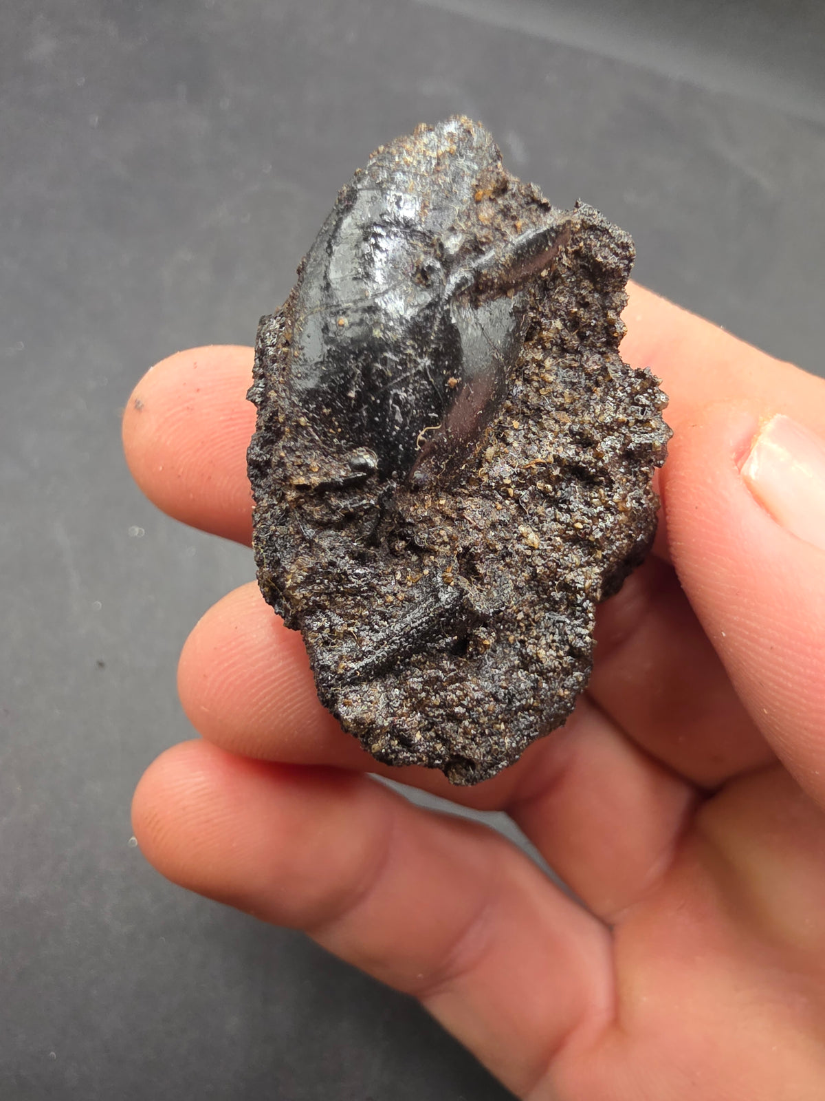 Hydrophilius sp.-California 002