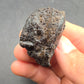Hydrophilius sp.-California 002