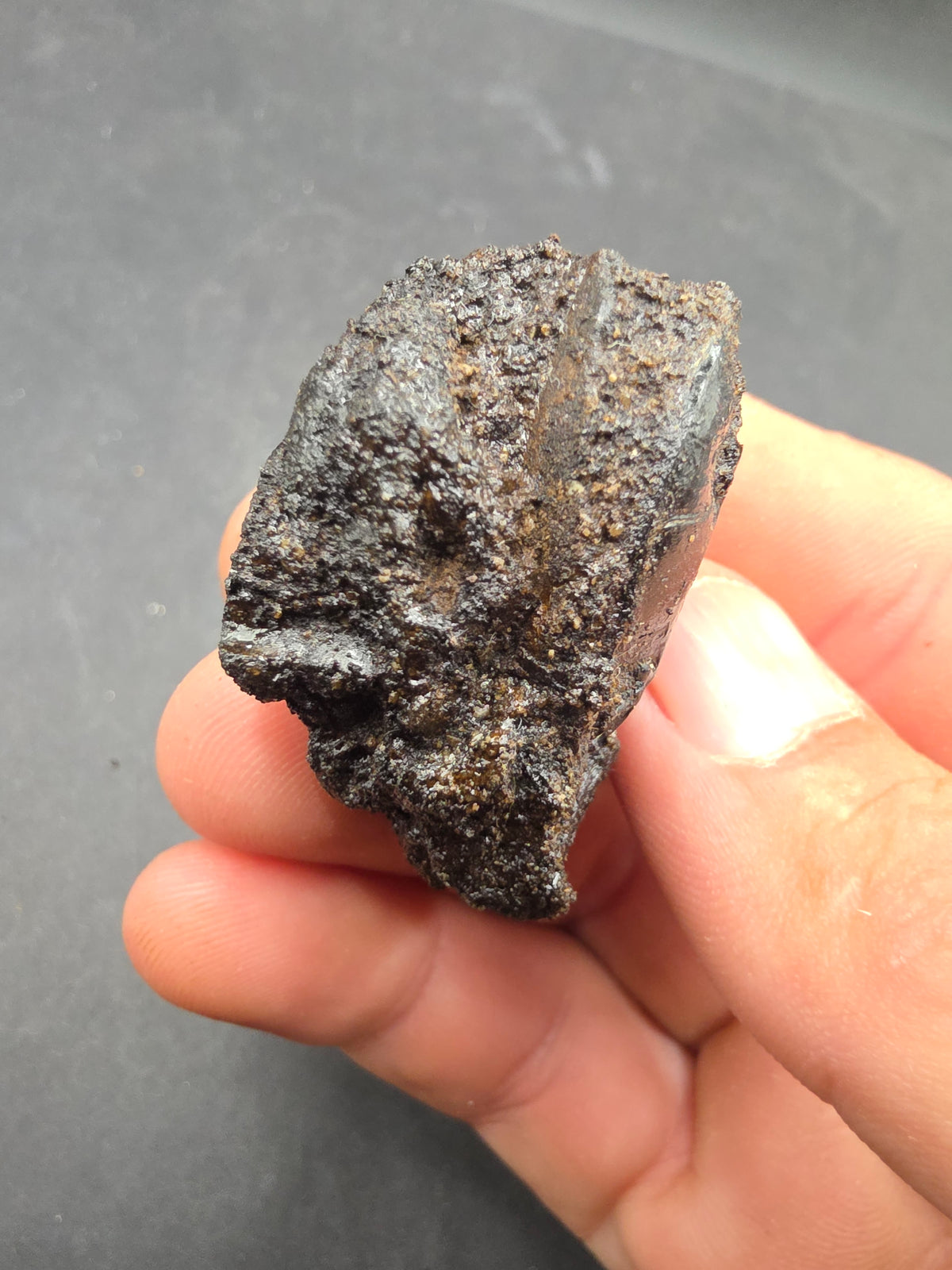 Hydrophilius sp.-California 002