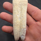 Pliohippus Tooth-Oklahoma 001