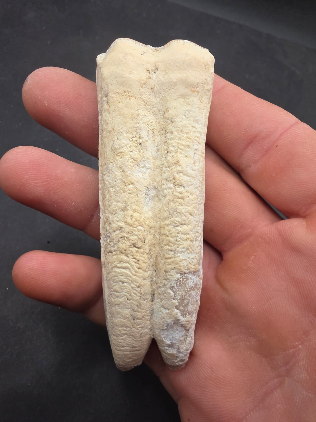 Pliohippus Tooth-Oklahoma 001