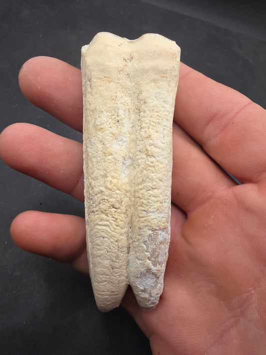 Pliohippus Tooth-Oklahoma 001