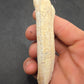 Pliohippus Tooth-Oklahoma 001