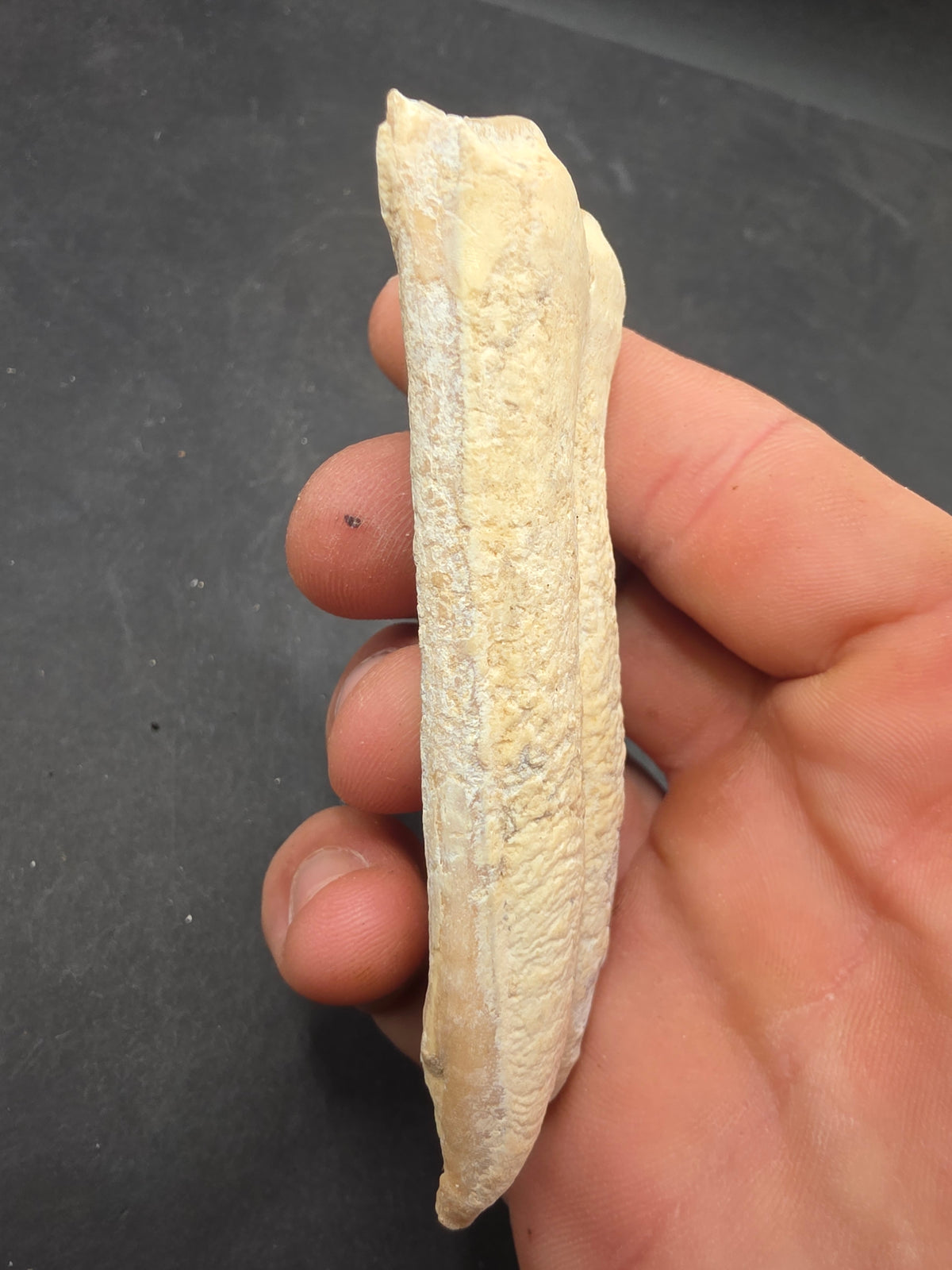 Pliohippus Tooth-Oklahoma 001