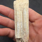 Pliohippus Tooth-Oklahoma 001