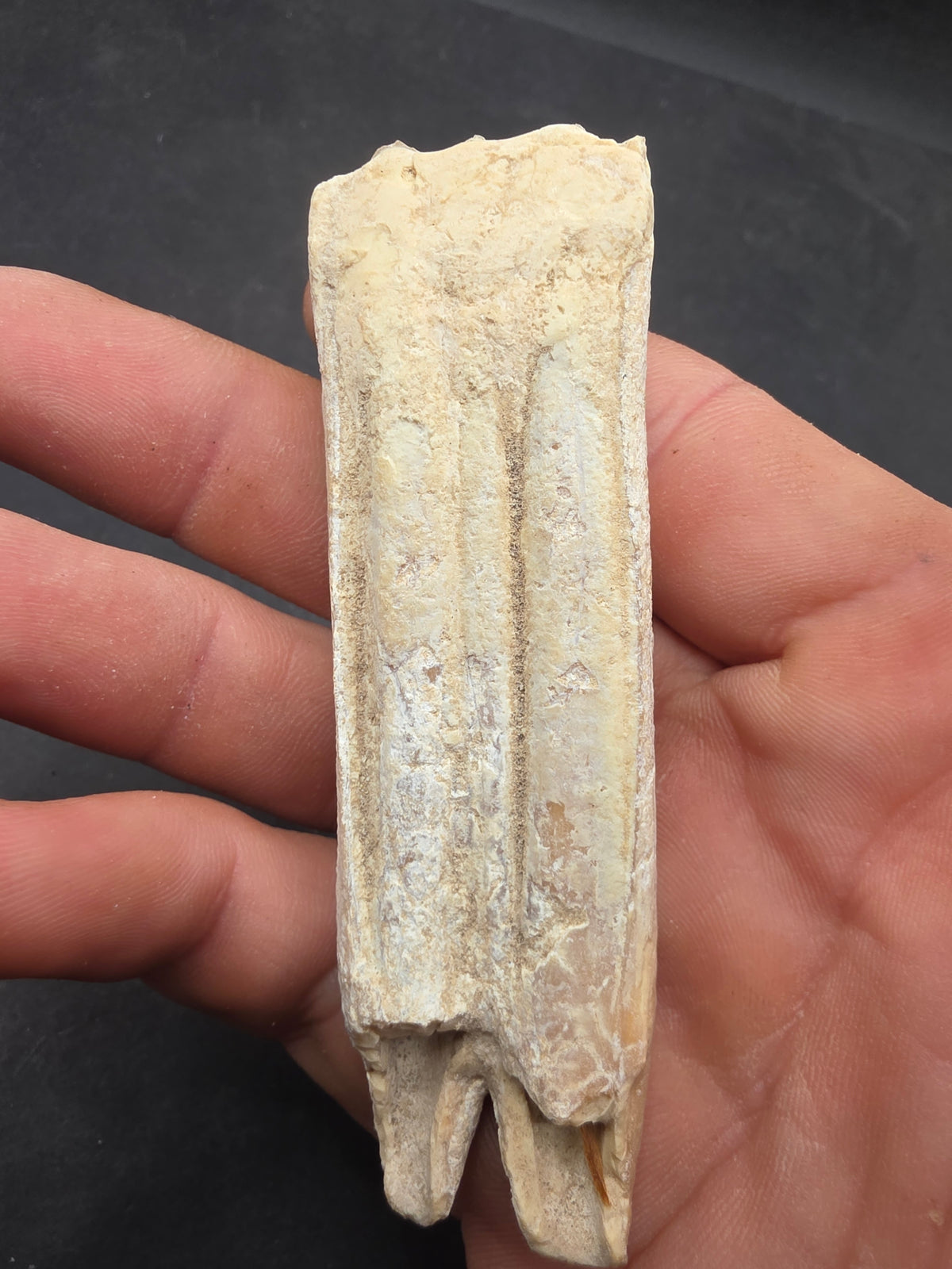Pliohippus Tooth-Oklahoma 001