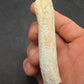 Pliohippus Tooth-Oklahoma 001