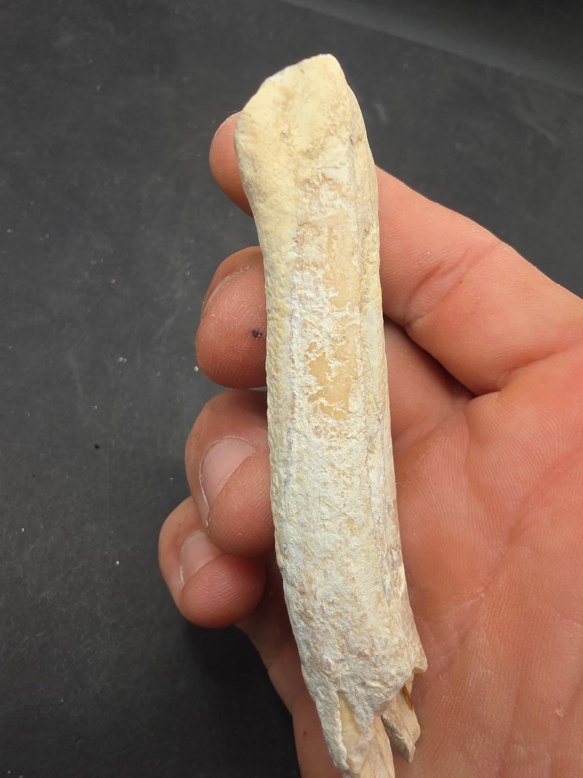 Pliohippus Tooth-Oklahoma 001
