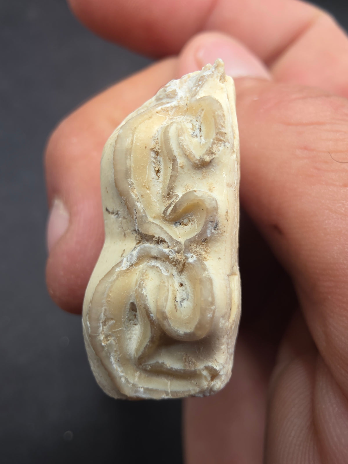 Pliohippus Tooth-Oklahoma 001
