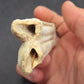 Pliohippus Tooth-Oklahoma 001