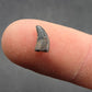 Acheroraptor sp. Tooth-Montana 001