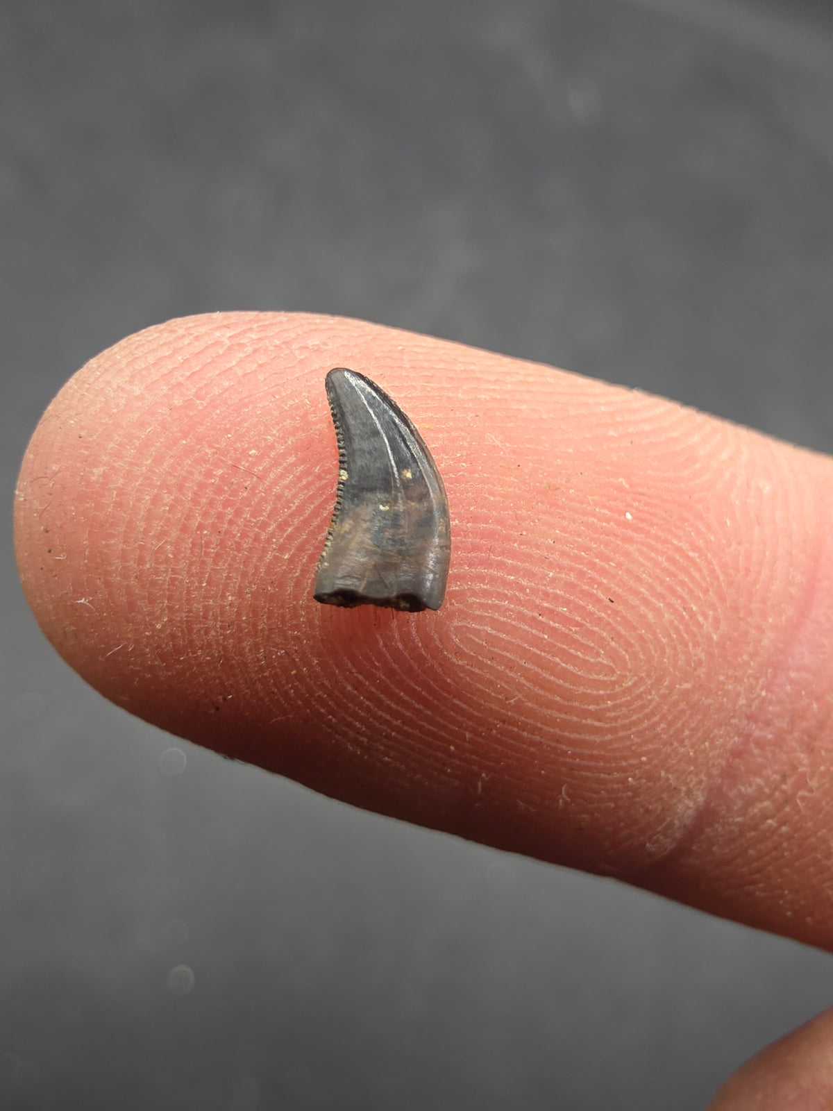 Acheroraptor sp. Tooth-Montana 001