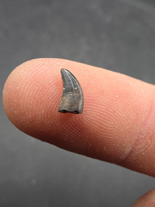 Acheroraptor sp. Tooth-Montana 001