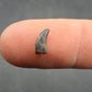 Acheroraptor sp. Tooth-Montana 001
