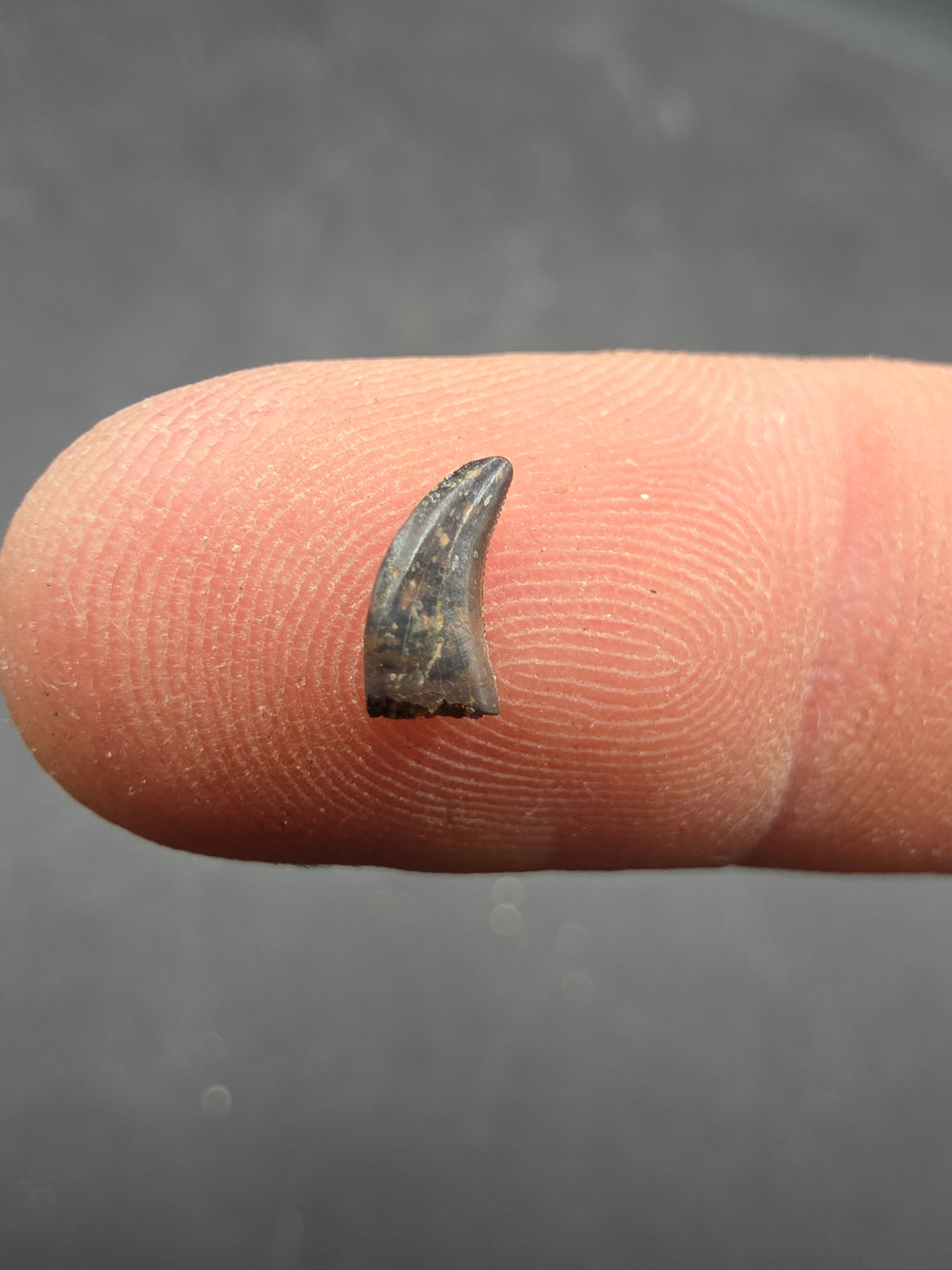 Acheroraptor sp. Tooth-Montana 001