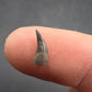 Paronychodon sp. Tooth-Montana 002