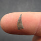 Paronychodon sp. Tooth-Montana 001