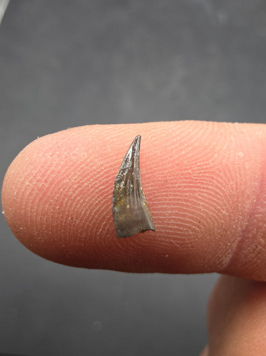 Paronychodon sp. Tooth-Montana 001