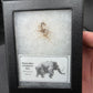 Woolly Mammoth Hair-Siberia Small
