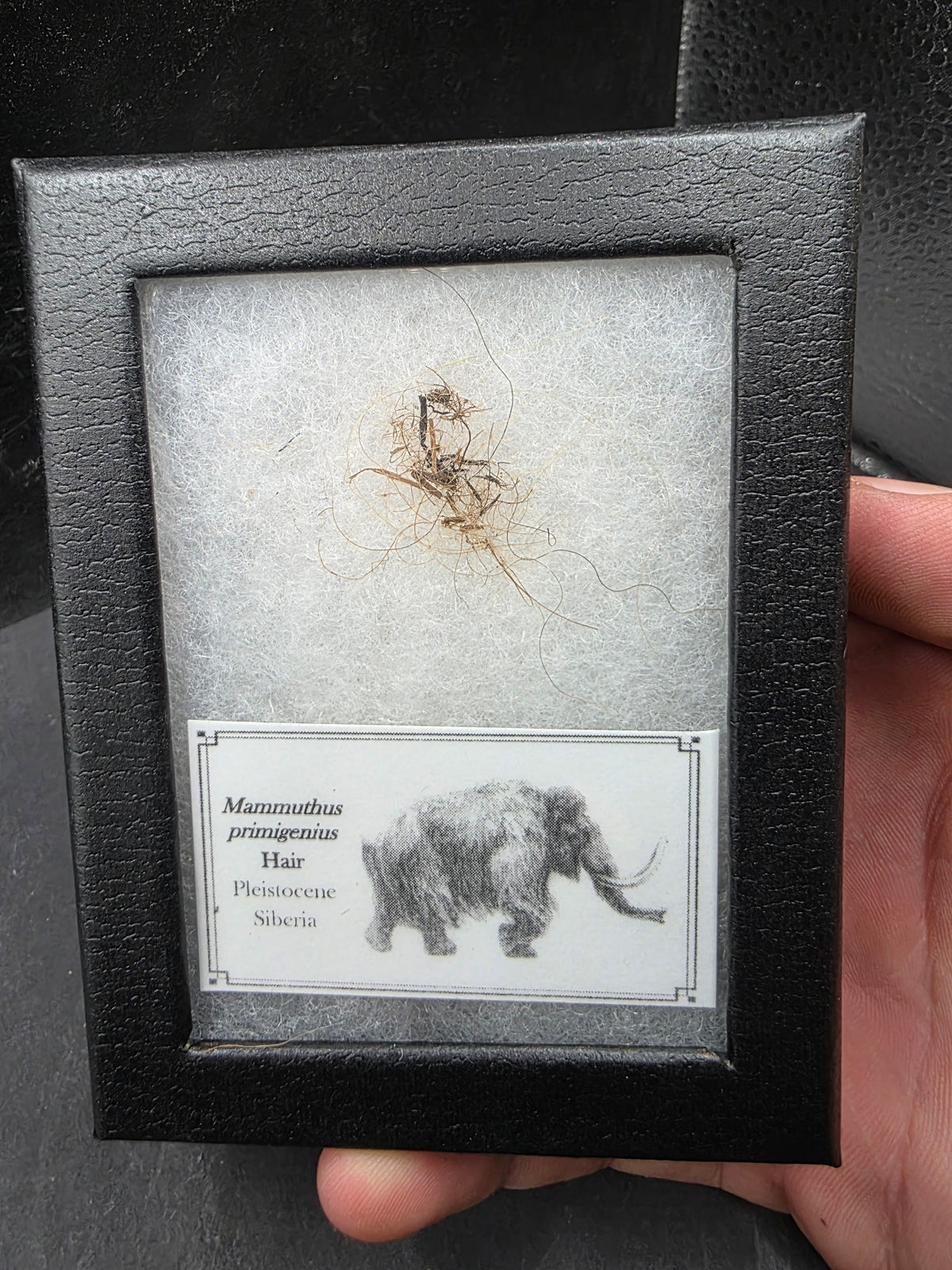 Woolly Mammoth Hair-Siberia Small