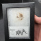 Woolly Mammoth Hair-Siberia Small