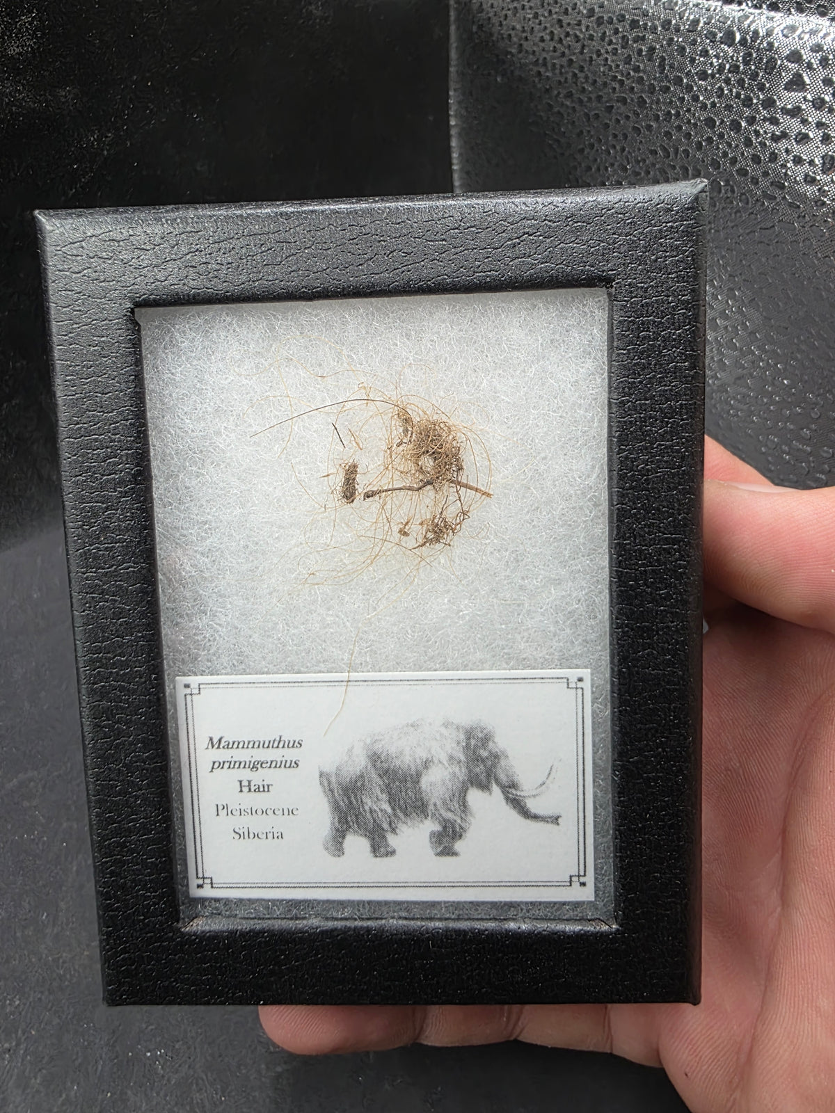 Woolly Mammoth Hair-Siberia Small