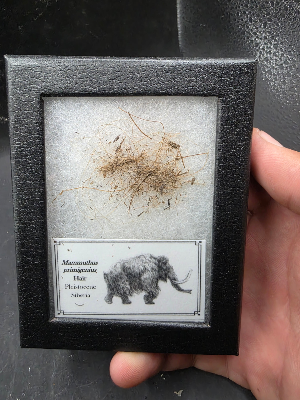 Woolly Mammoth Hair-Siberia Small