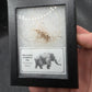Woolly Mammoth Hair-Siberia Small