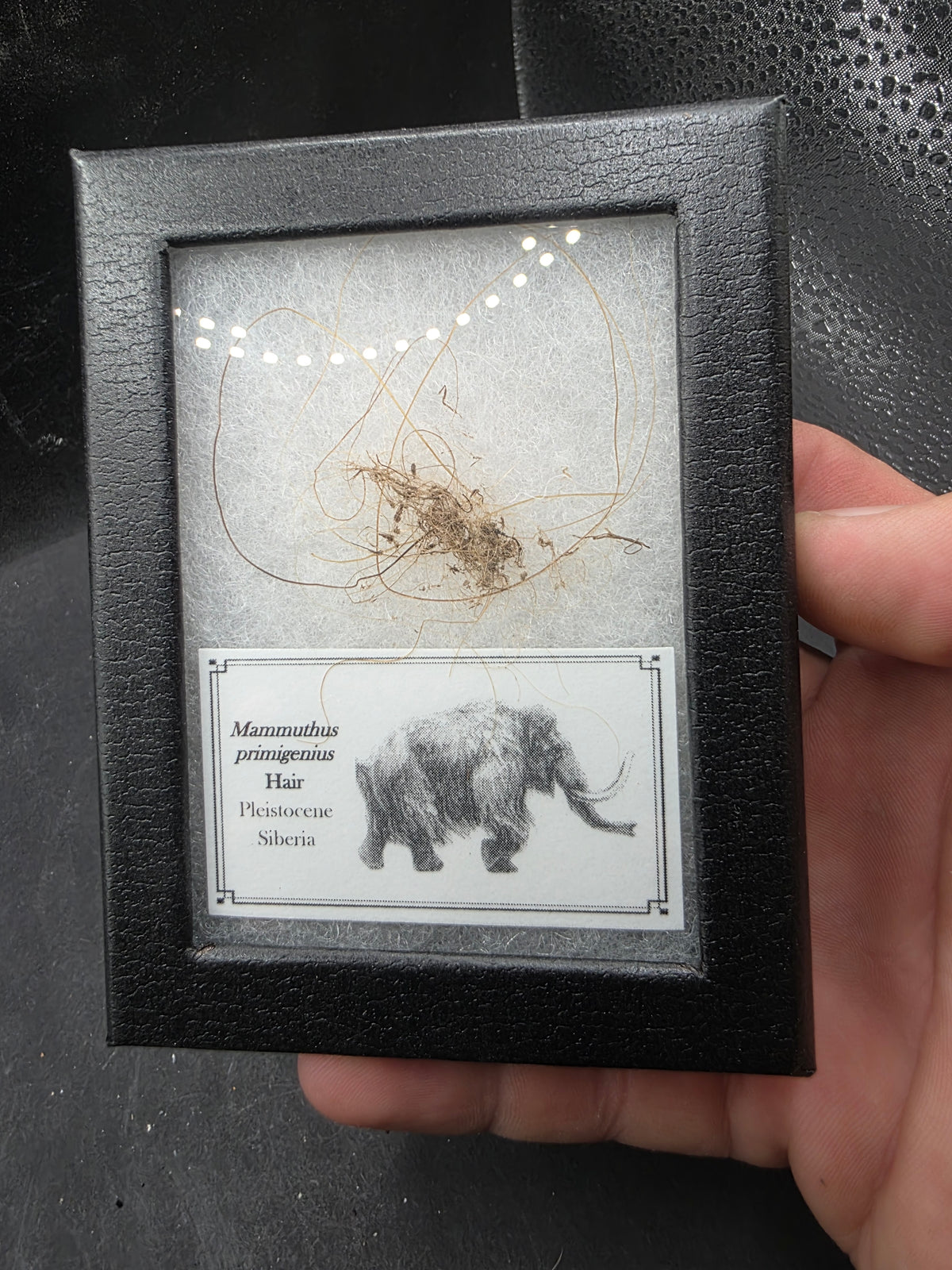 Woolly Mammoth Hair-Siberia Small