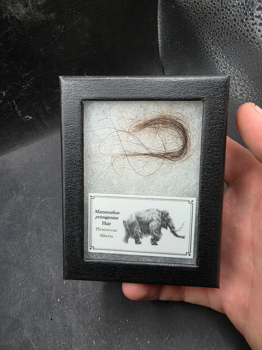 Woolly Mammoth Hair-Siberia Large