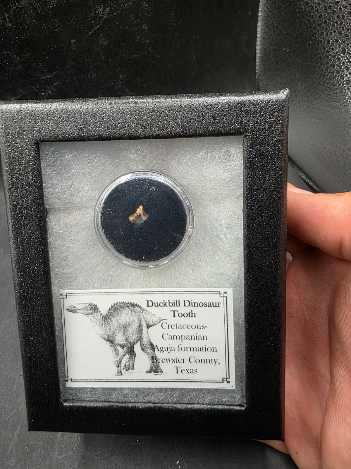 Randomly Selected Hadrosaur Tooth-Texas