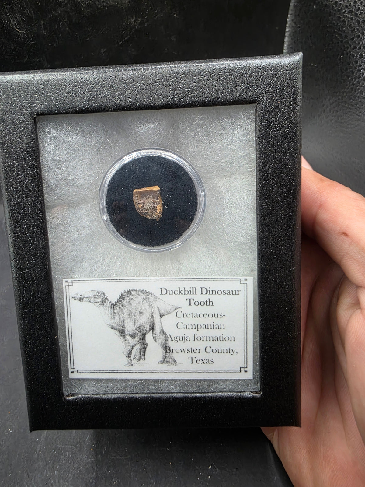 Randomly Selected Hadrosaur Tooth-Texas