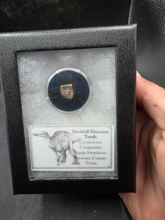 Randomly Selected Hadrosaur Tooth-Texas