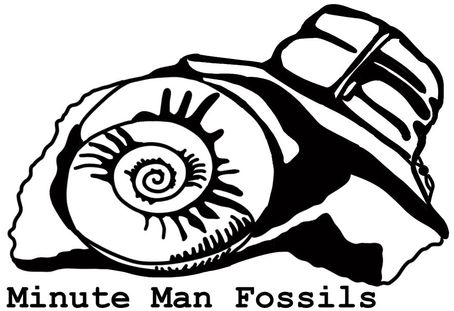Minute Man Fossils