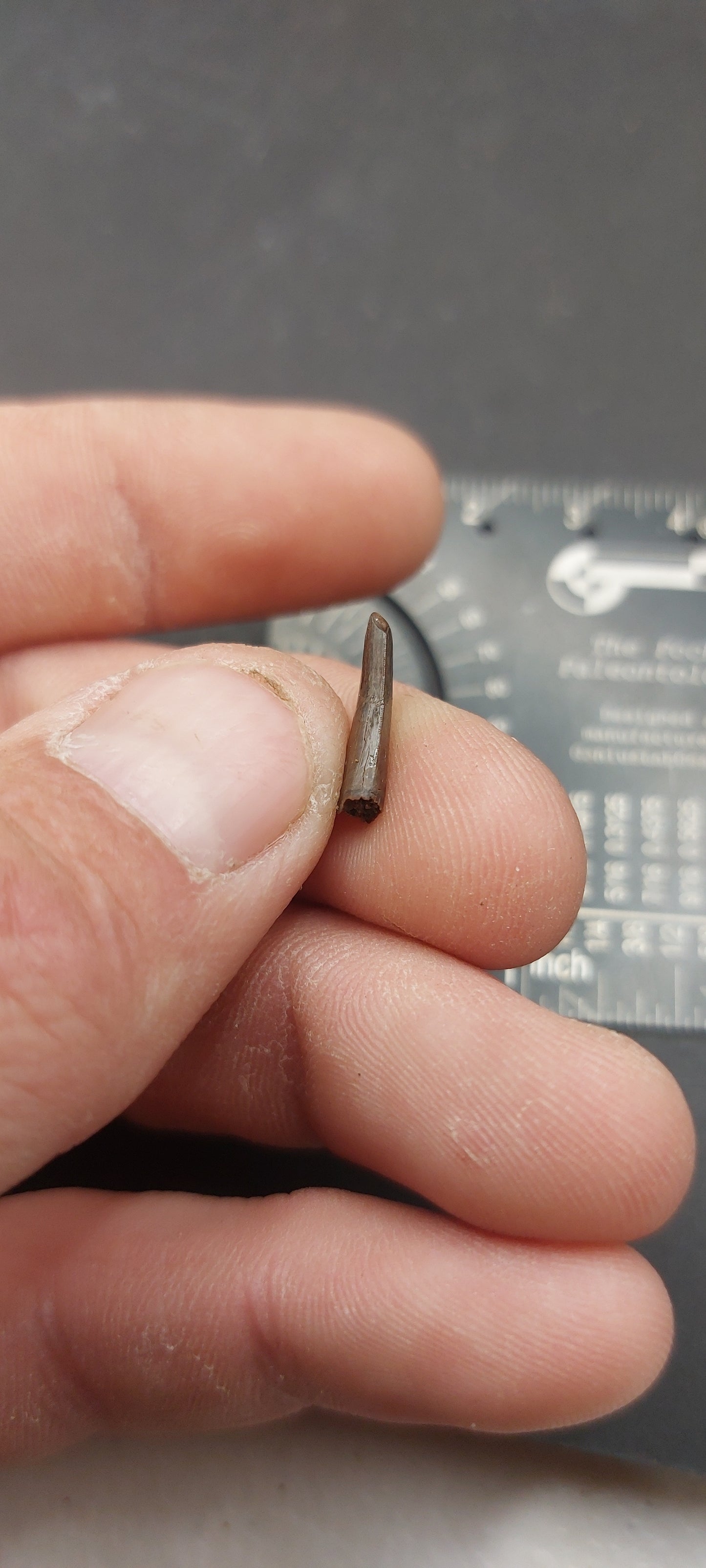 Paronychodon sp. Tooth-Montana