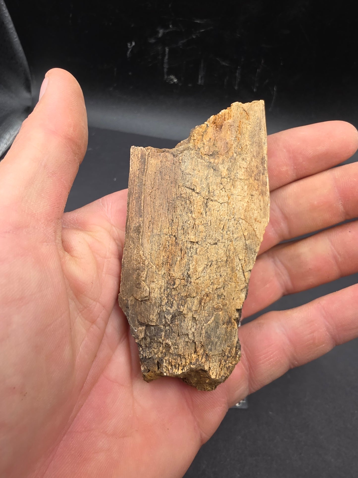 Partial Triceratops Rib on Stand-Montana 01