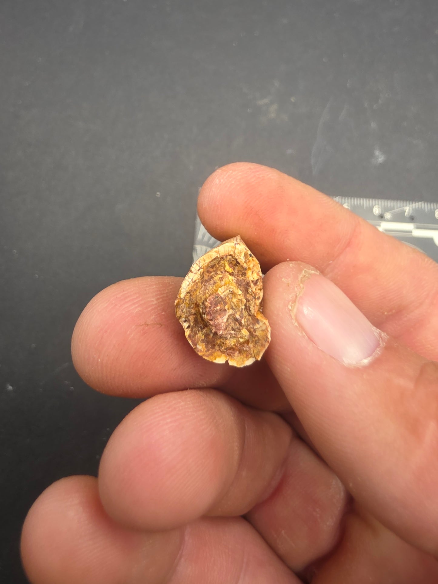 Phytosaur tooth-New Mexico 003