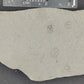 Ampyxina bellatula Triplet-Missouri