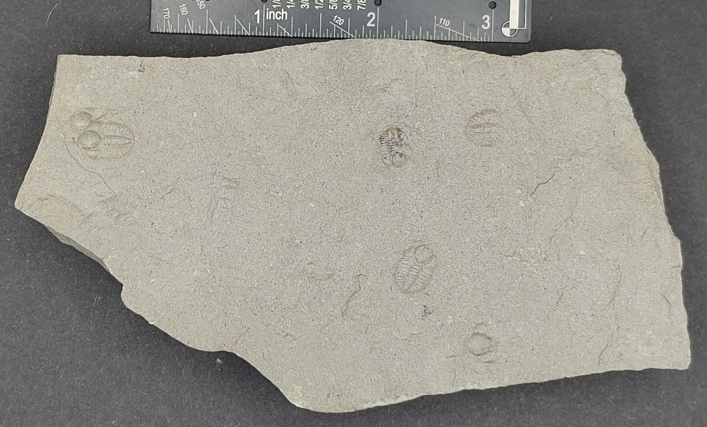 Ampyxina bellatula Triplet-Missouri