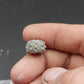 Goniophorus sp.-Texas 04