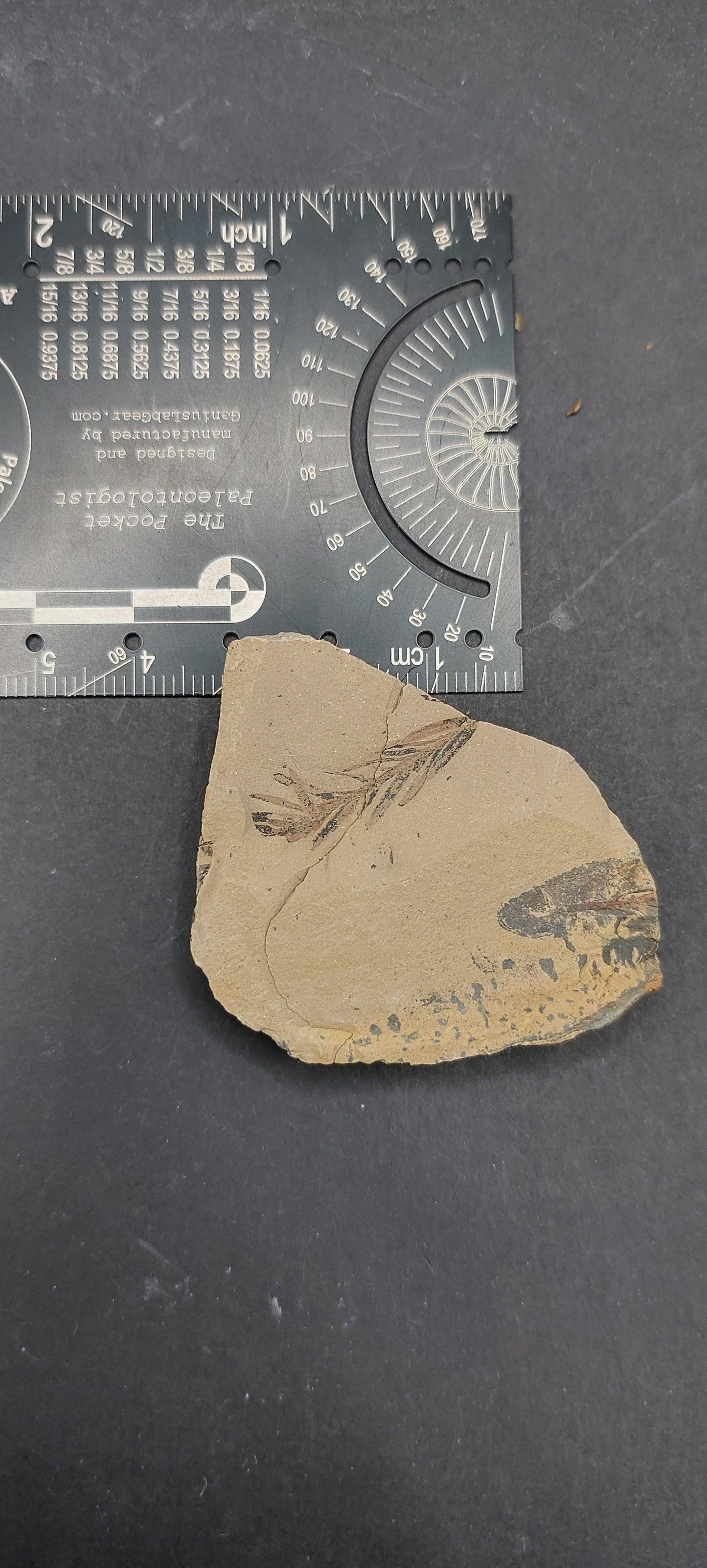 Metasequoia Leaf-Montana 03