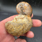Discoscaphites sp.-South Dakota