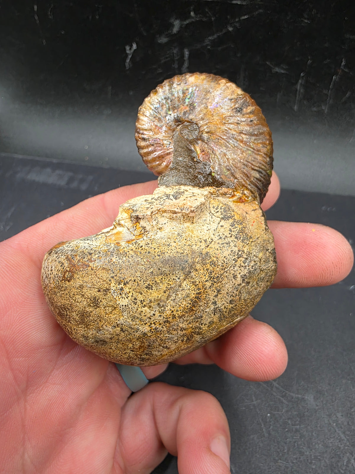 Discoscaphites sp.-South Dakota