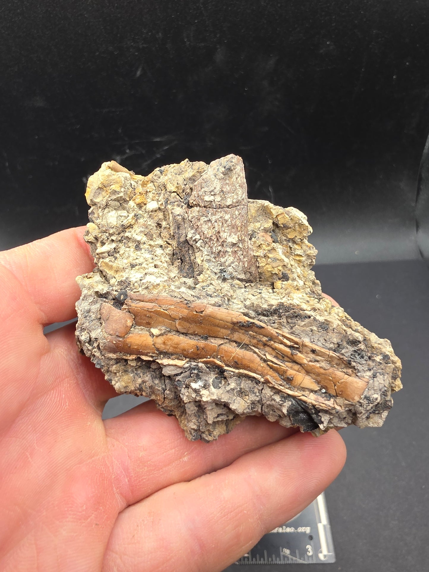 Pterosaur Bone-Texas