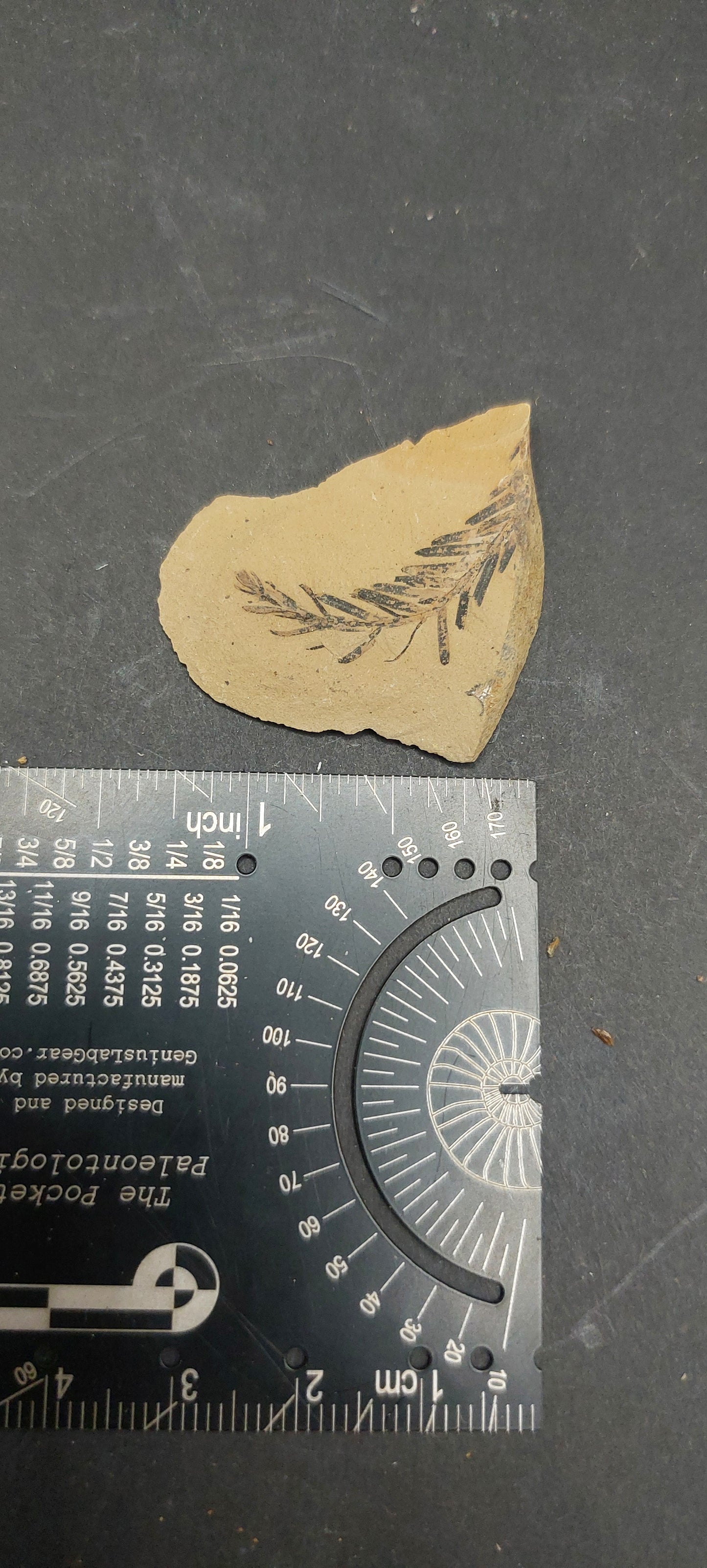 Metasequoia Leaf-Montana 08