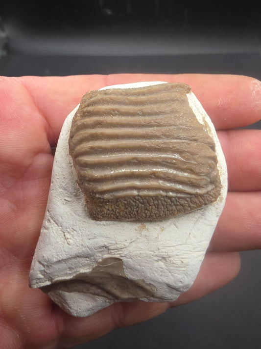 Ptychodus marginalis-England