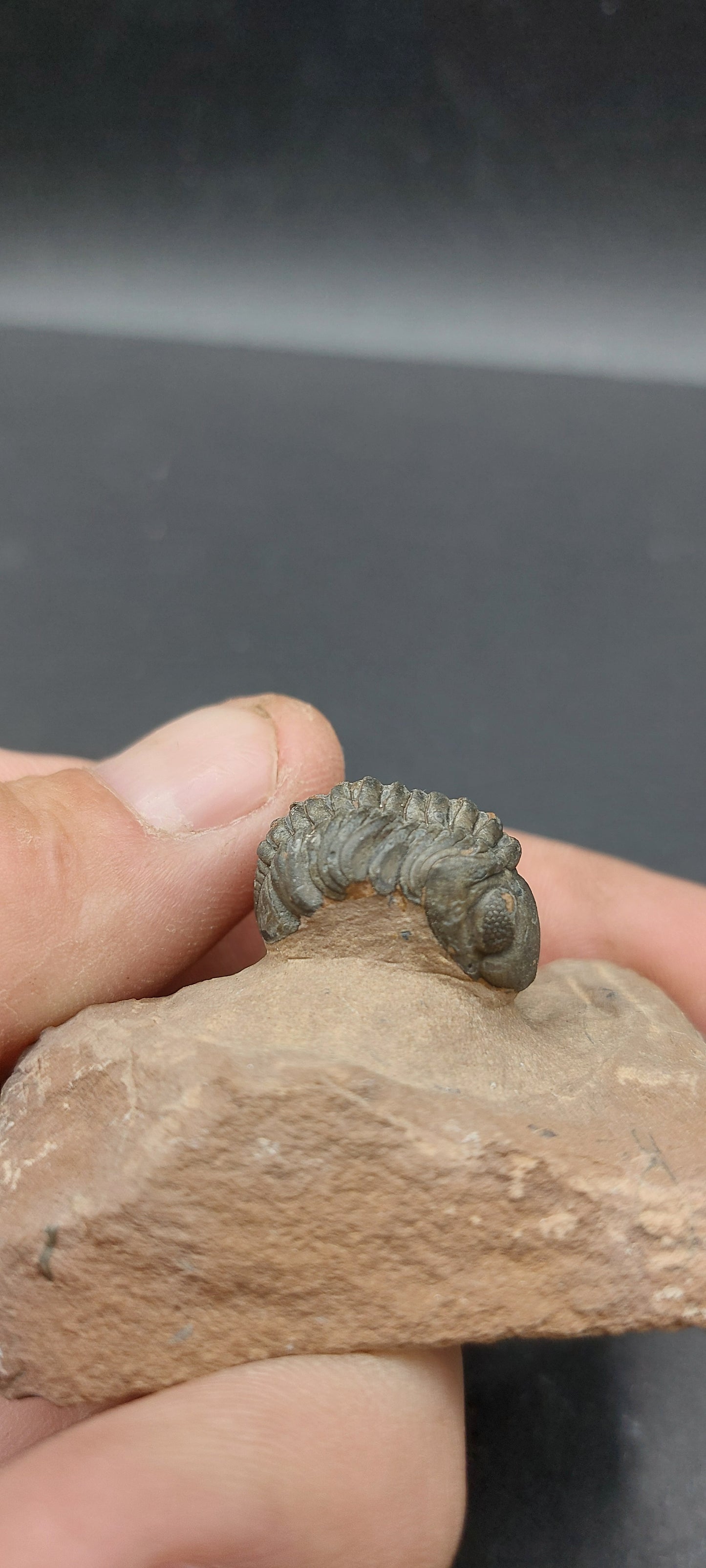 Reedops sp.-Morocco A3