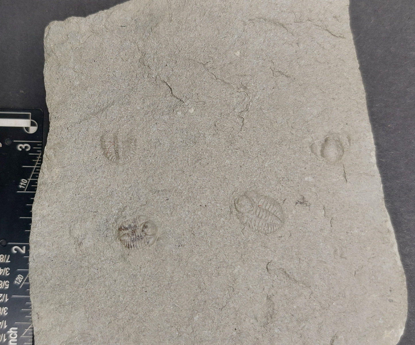 Ampyxina bellatula Triplet-Missouri